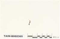 藏品(砂苔屬)的圖片